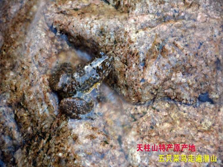 五只菜鸟走遍潜山