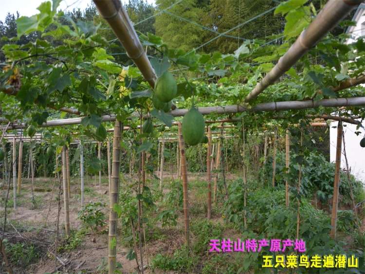 五只菜鸟走遍潜山