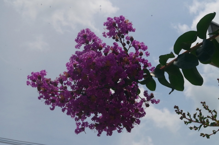 IMGP7790_副本.jpg
