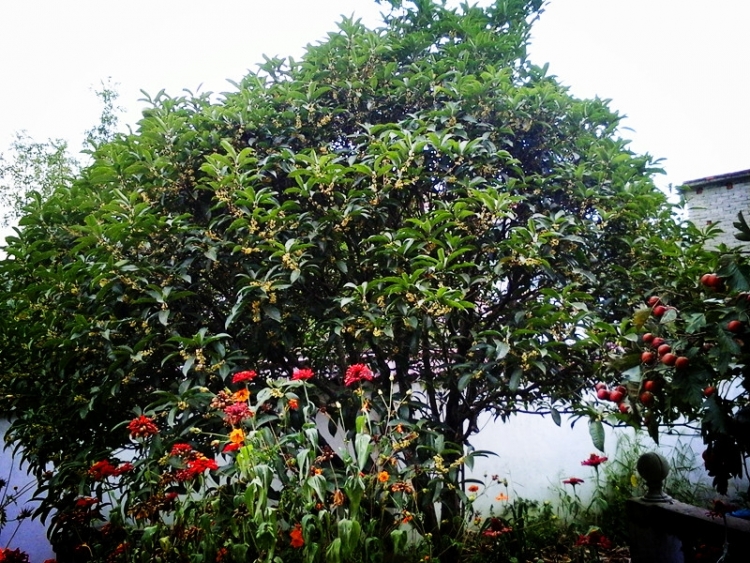 20150918_122459_副本.jpg