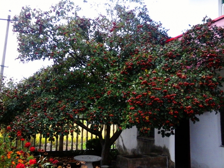 20150918_121956_副本.jpg