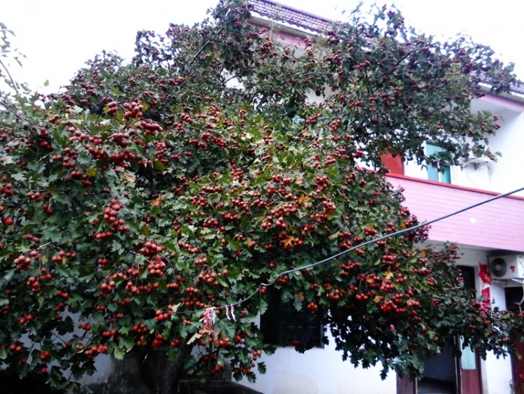 20150918_122353_副本.jpg