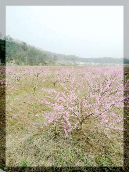  官庄孝友文化旅游节在那桃花盛开的地方召开