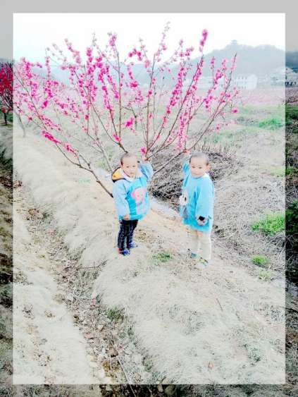  官庄孝友文化旅游节在那桃花盛开的地方召开
