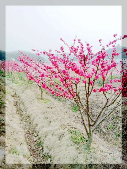  官庄孝友文化旅游节在那桃花盛开的地方召开