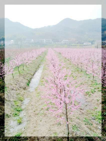  官庄孝友文化旅游节在那桃花盛开的地方召开