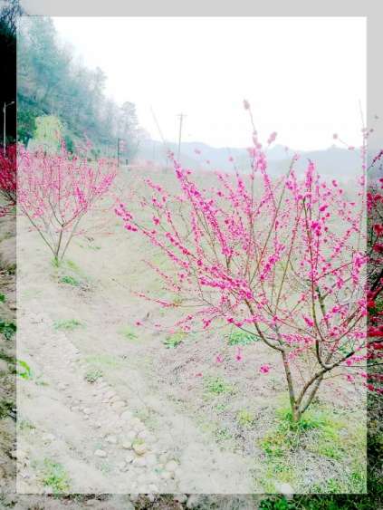  官庄孝友文化旅游节在那桃花盛开的地方召开