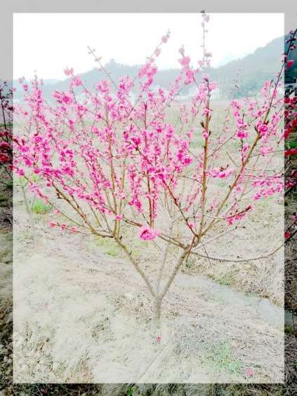  官庄孝友文化旅游节在那桃花盛开的地方召开