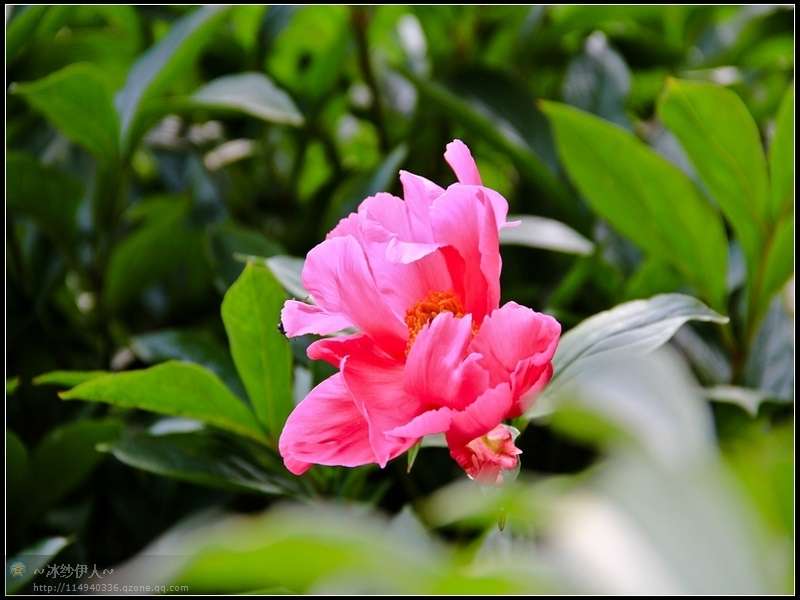 4.古林公园的芍药花.jpg