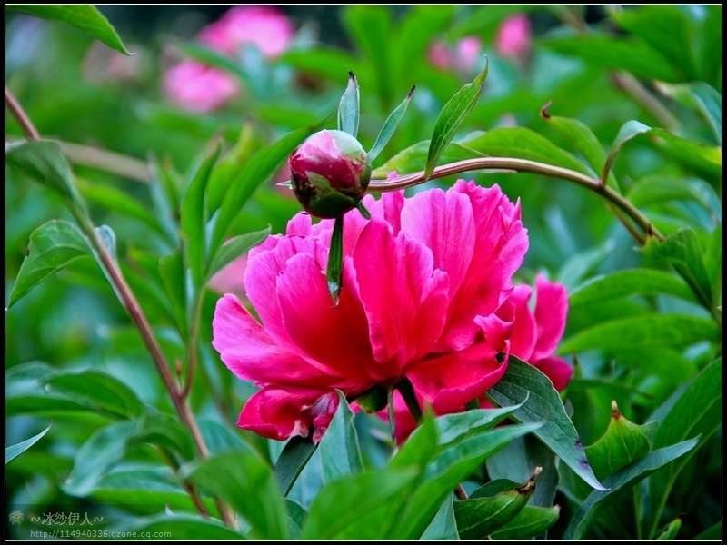 1.古林公园的芍药花.jpg