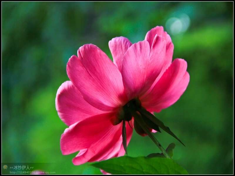 2.古林公园的芍药花.jpg