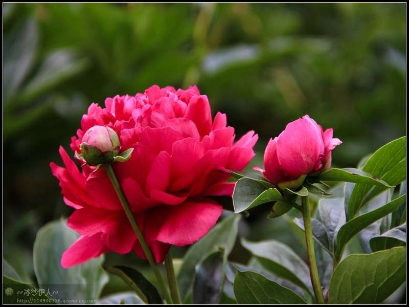 3.古林公园的芍药花.jpg