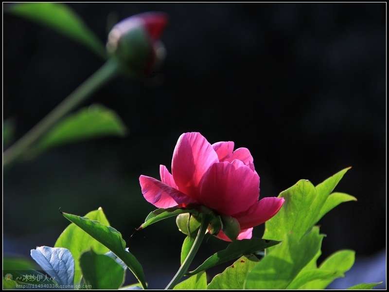 5.古林公园的芍药花.jpg