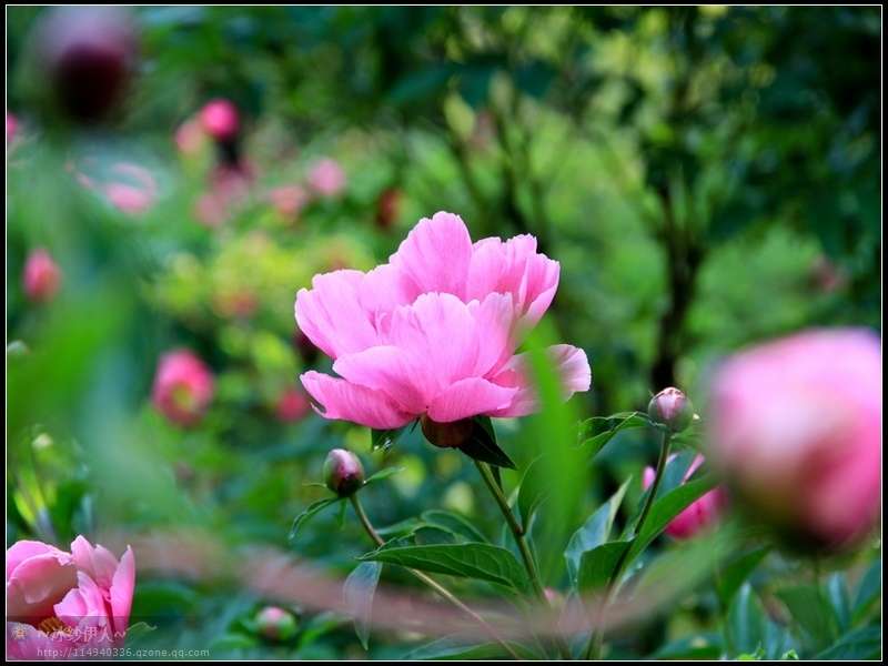 6.古林公园的芍药花.jpg