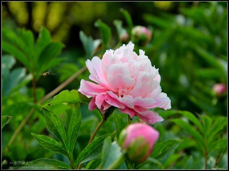 7.古林公园的芍药花.jpg