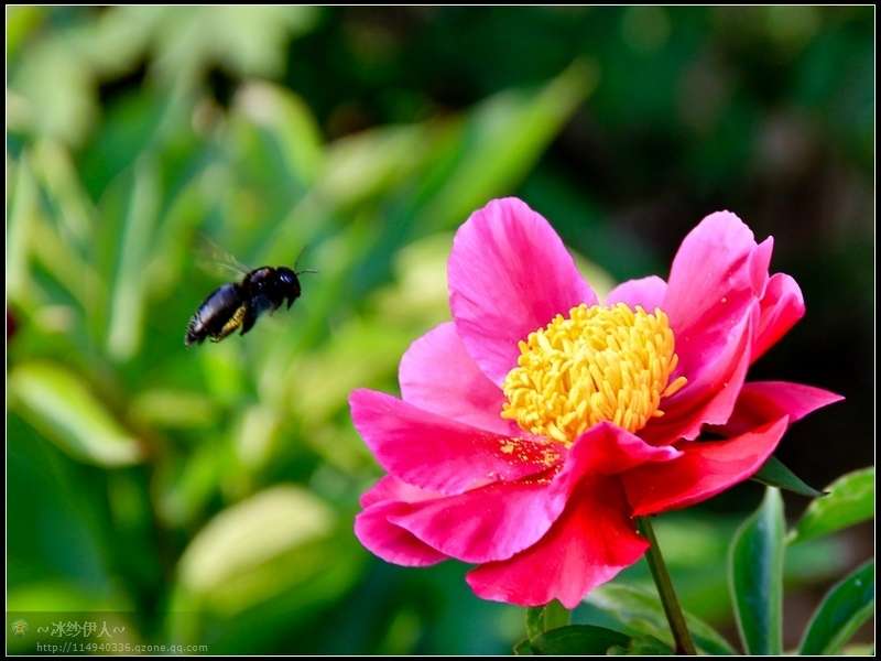 8.古林公园的芍药花.jpg